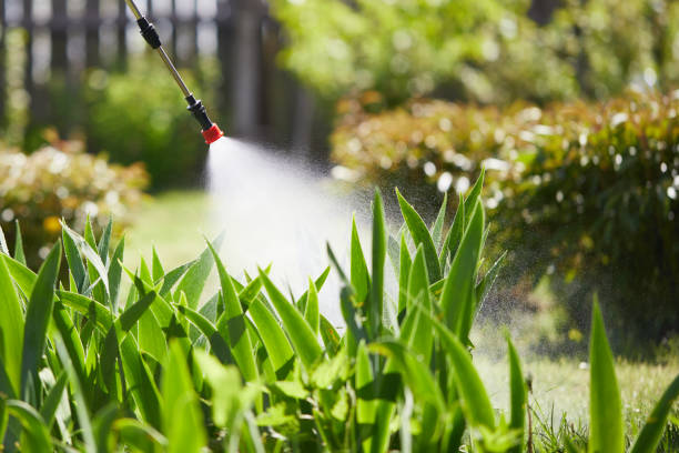 24/7 Emergency Termite Control experts in Seal Beach, CA
